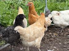 Guaranteed Easter Egger Pullets - Photo 3