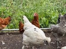 Guaranteed Easter Egger Pullets - Photo 4