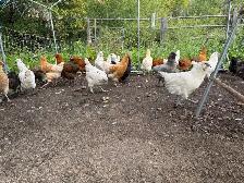 Guaranteed Easter Egger Pullets - Photo 5