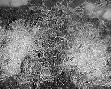White worm starter culture - Photo 2