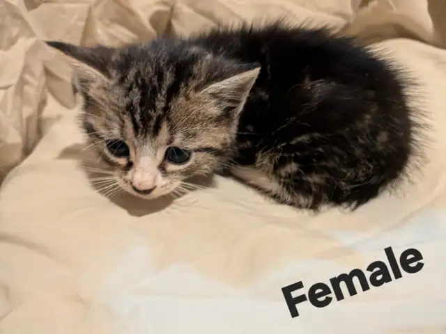 Domestic Shorthair kittens