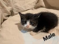 Domestic Shorthair kittens - Photo 2