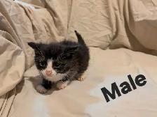 Domestic Shorthair kittens - Photo 3