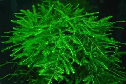 Java Moss