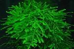 Java Moss
