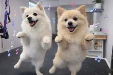 Playful Purebred Pomeranians