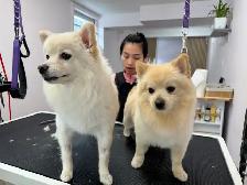 Playful Purebred Pomeranians - Photo 2