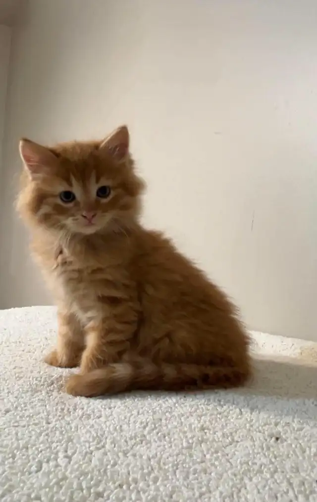 beautiful males long hair kittens