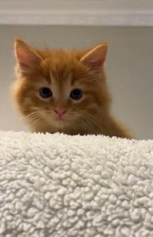 beautiful males long hair kittens - Photo 3