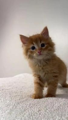 beautiful males long hair kittens - Photo 4