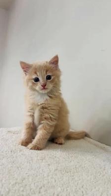 beautiful males long hair kittens - Photo 5