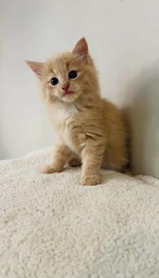 beautiful males long hair kittens - Photo 7