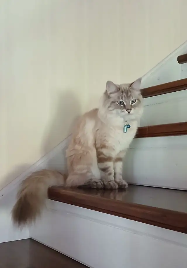 Chatte ragdoll 1 an