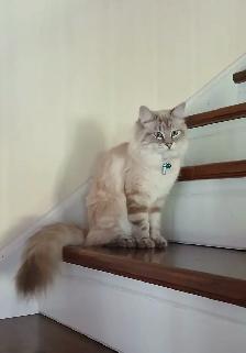 Chatte ragdoll 1 an