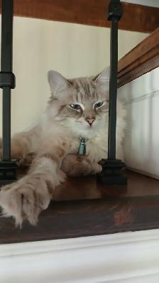 Chatte ragdoll 1 an - Photo 2