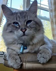 Chatte ragdoll 1 an - Photo 3