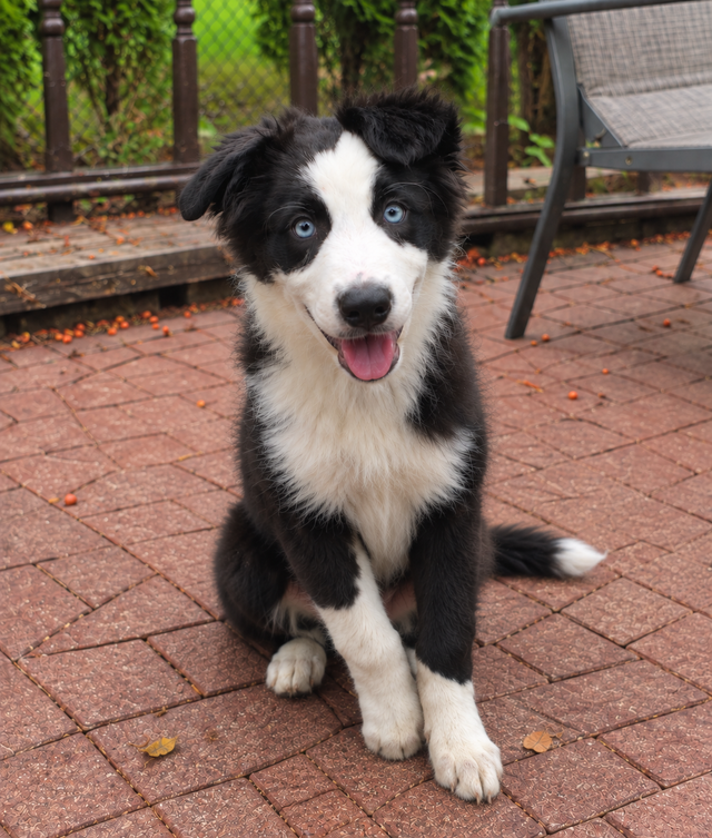 Border aussie