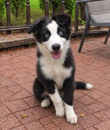 Border aussie