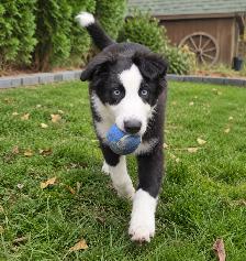 Border aussie - Photo 2