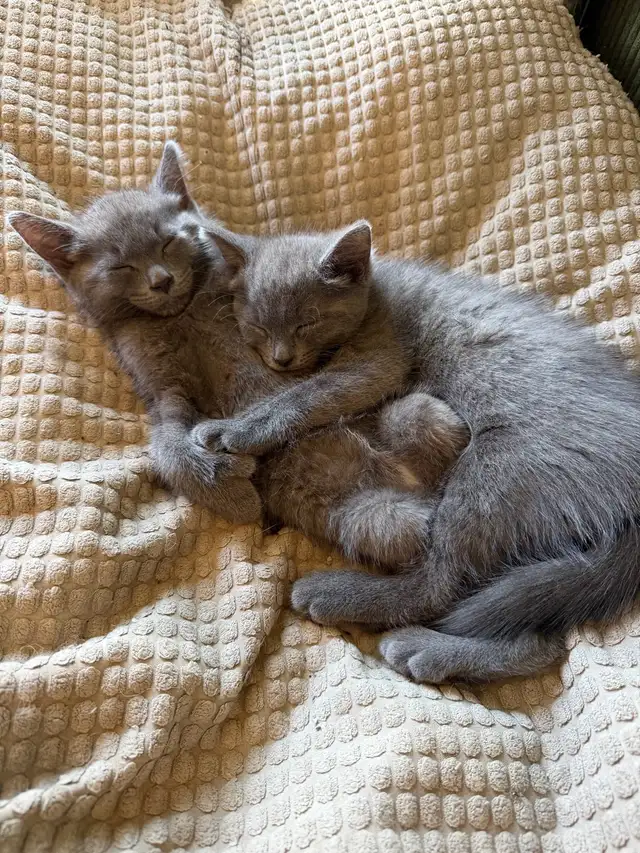 kittens Polydactyl (6 fingers)
