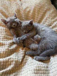 kittens Polydactyl (6 fingers)