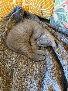 kittens Polydactyl (6 fingers) - Photo 2