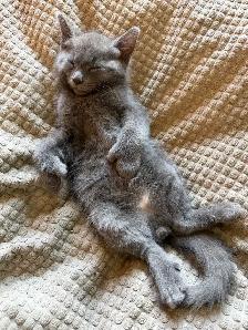 kittens Polydactyl (6 fingers) - Photo 3