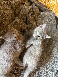 kittens Polydactyl (6 fingers) - Photo 4
