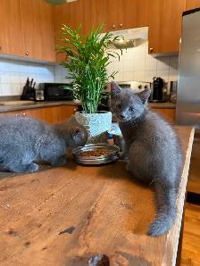 kittens Polydactyl (6 fingers) - Photo 5