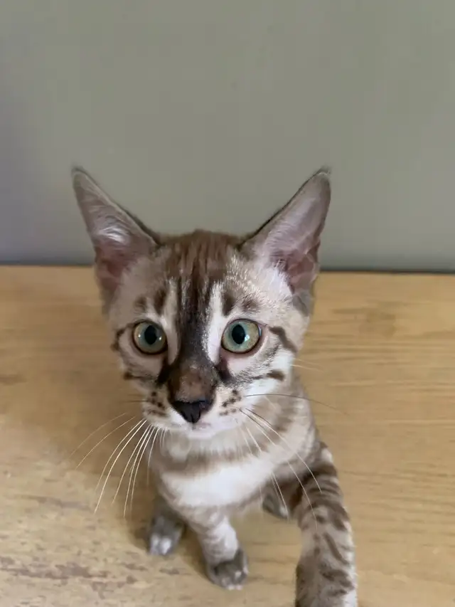 Chaton bengal