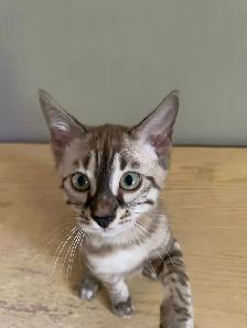 Chaton bengal