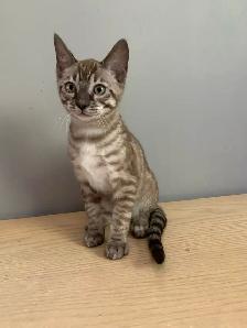 Chaton bengal - Photo 2