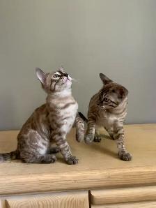 Chaton bengal - Photo 3