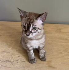Chaton bengal - Photo 4
