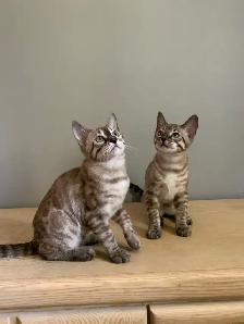 Chaton bengal - Photo 5
