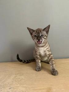 Chaton bengal - Photo 6