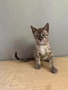 Chaton bengal - Photo 7