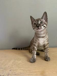 Chaton bengal - Photo 8