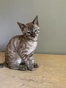 Chaton bengal - Photo 9