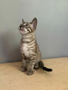 Chaton bengal - Photo 10