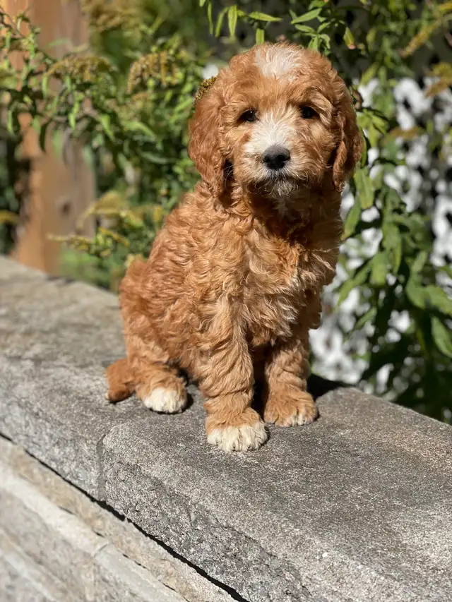 Chiots Goldendoodle