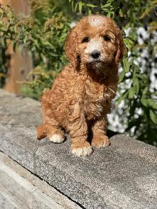 Chiots Goldendoodle