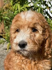 Chiots Goldendoodle - Photo 2