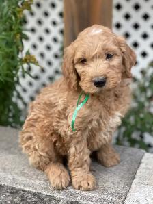 Chiots Goldendoodle - Photo 3