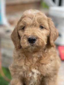 Chiots Goldendoodle - Photo 4
