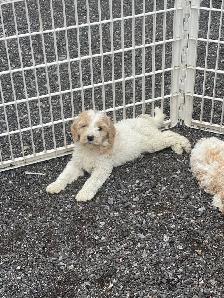 Chiots Goldendoodle - Photo 5