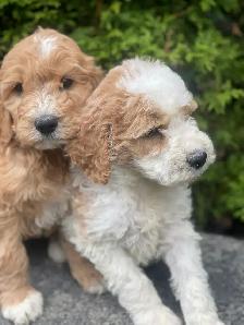 Chiots Goldendoodle - Photo 6