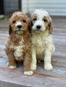 Chiots Goldendoodle - Photo 7