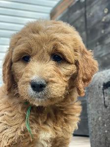 Chiots Goldendoodle - Photo 8