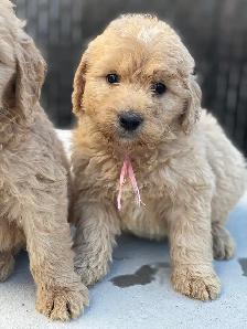 Chiots Goldendoodle - Photo 9